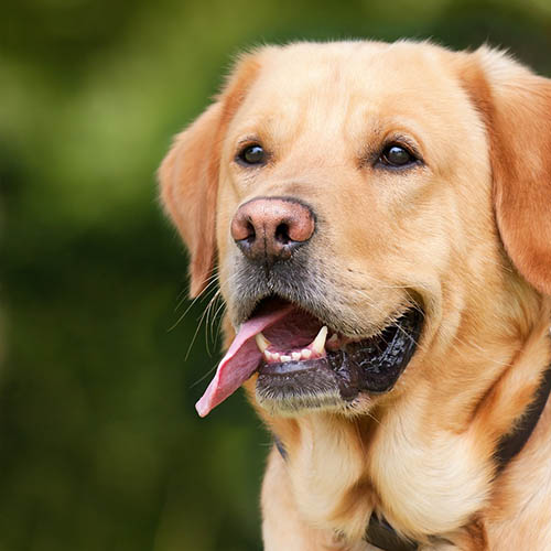  un chiot soin pharmacie Huynh