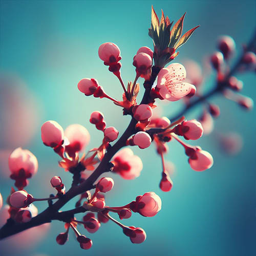 Gemmothérapie herboristerie Champigny-sur-Marne